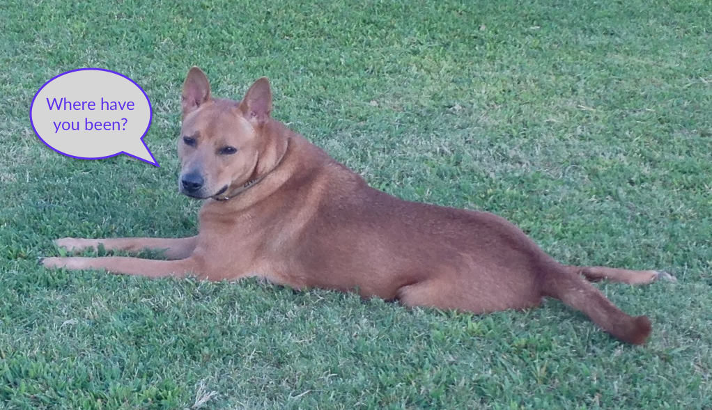 annotated photo of dog laying in the grass asking where have you been?